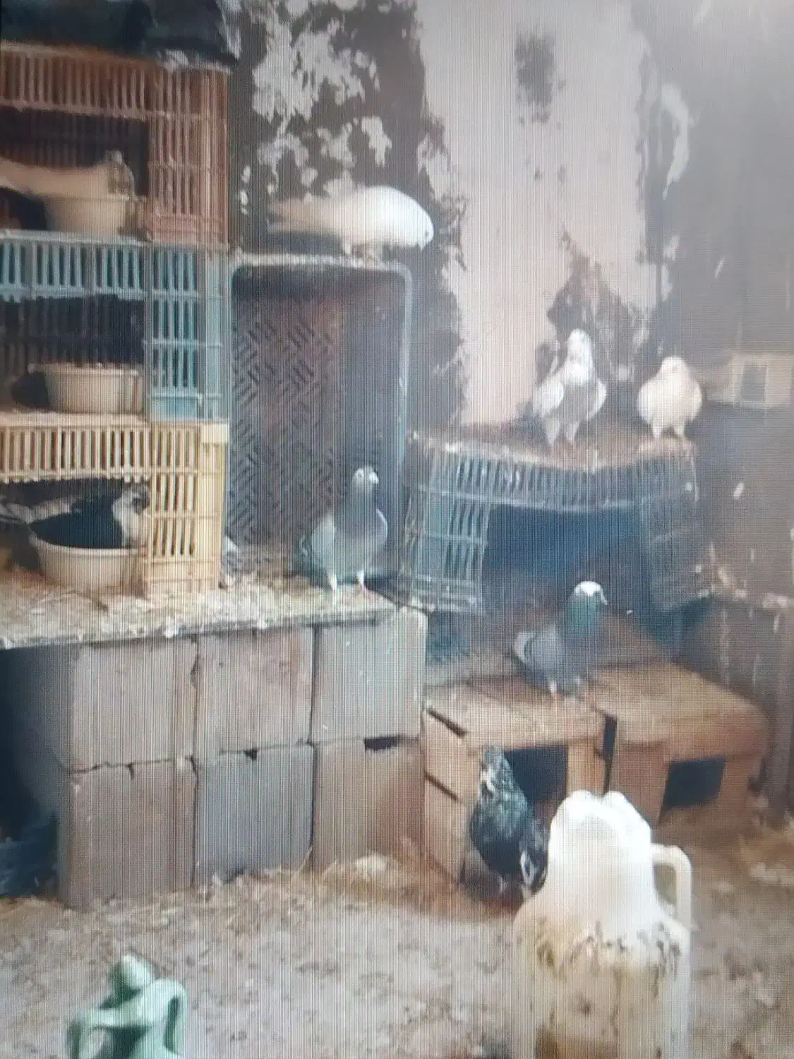 کبوتر پرشی|پرنده|بوئین زهرا, |دیوار