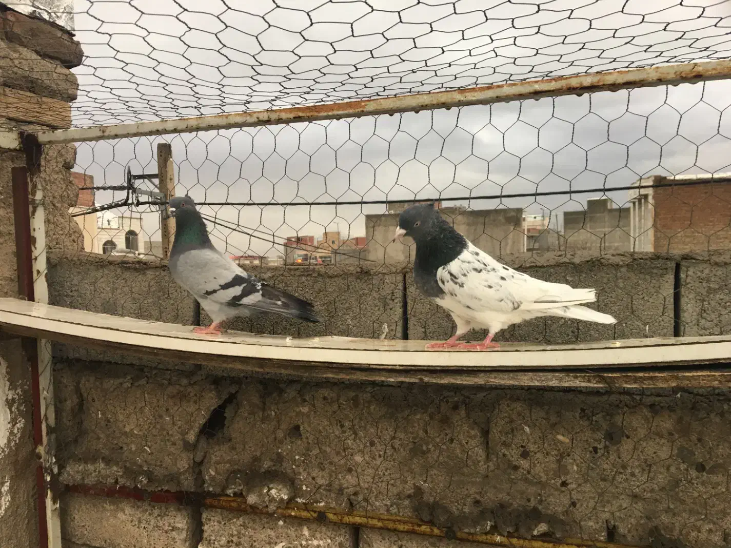 ککیلی طوقی|پرنده|اردبیل, |دیوار