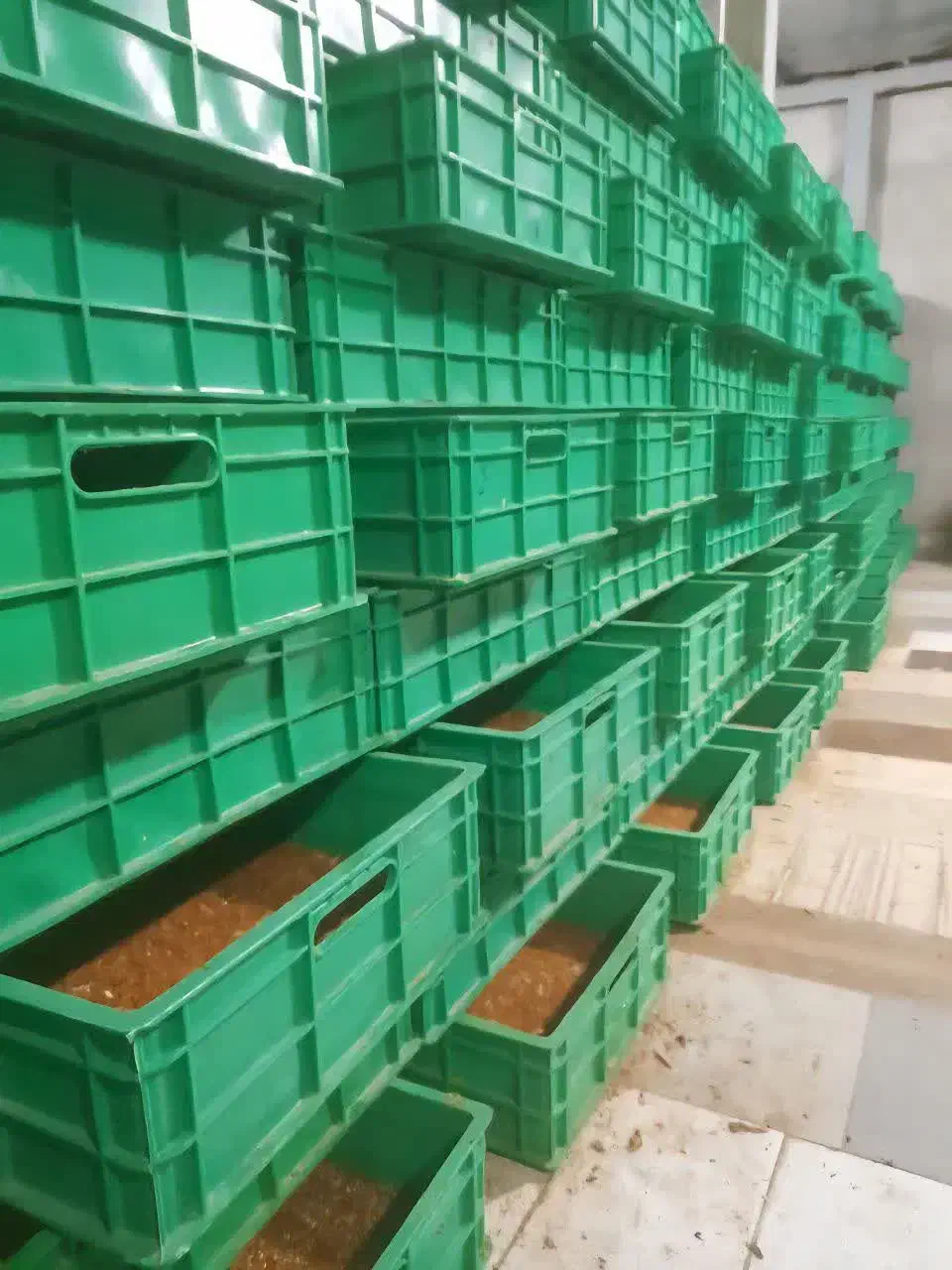 میلورم|خزنده|شیراز, لاله|دیوار