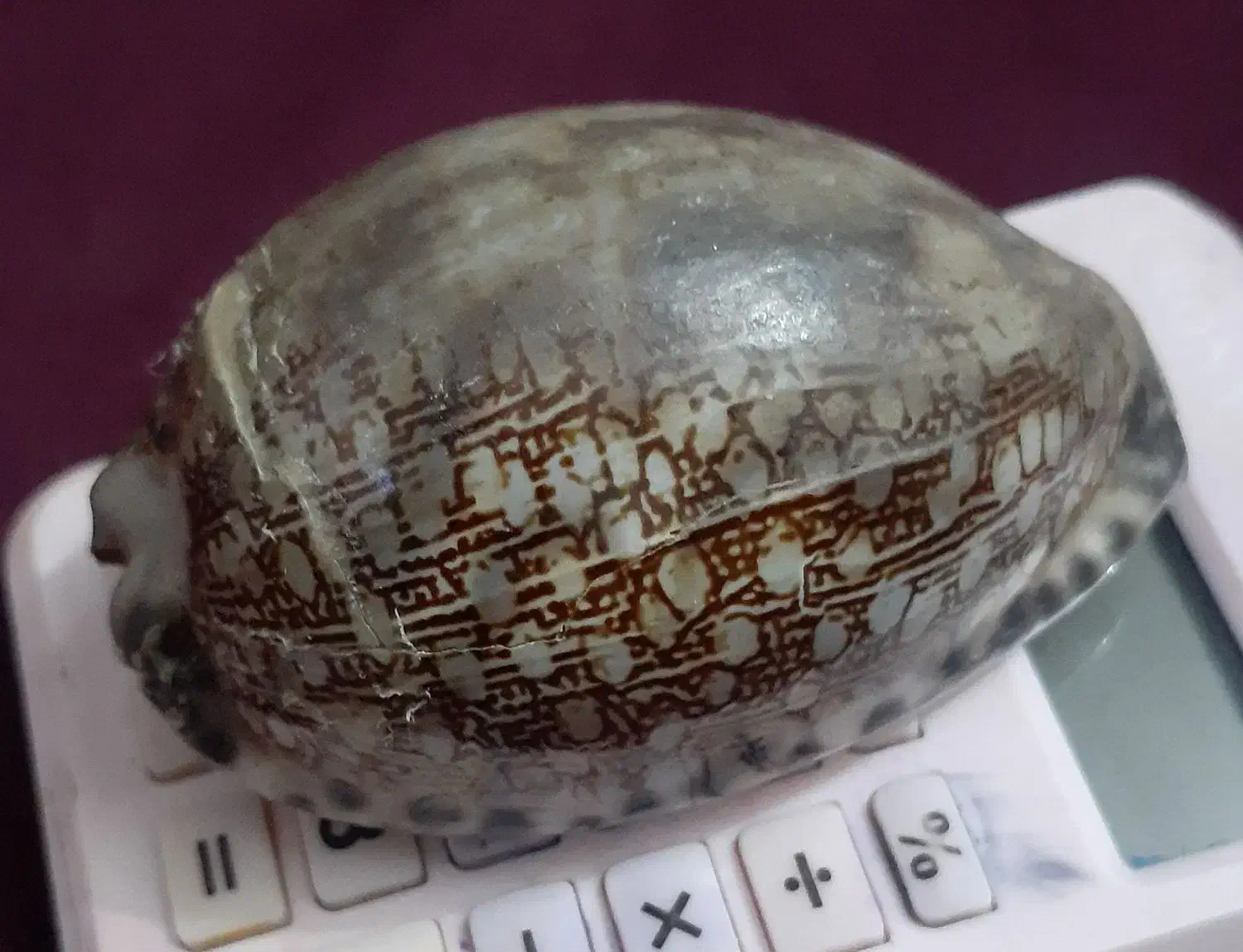 صدفهای بزرگ سنگی|صنایع دستی و سایر لوازم تزئینی|دماوند, مسکن مهر گیلاوند|دیوار