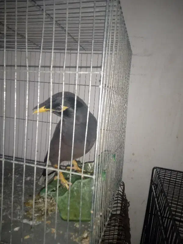 مرغ مینا|پرنده|رامیان, |دیوار