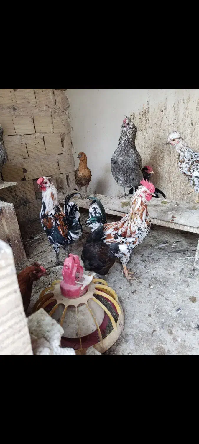 خروس گلین|حیوانات مزرعه|شهریار, شهرک مصطفی خمینی|دیوار