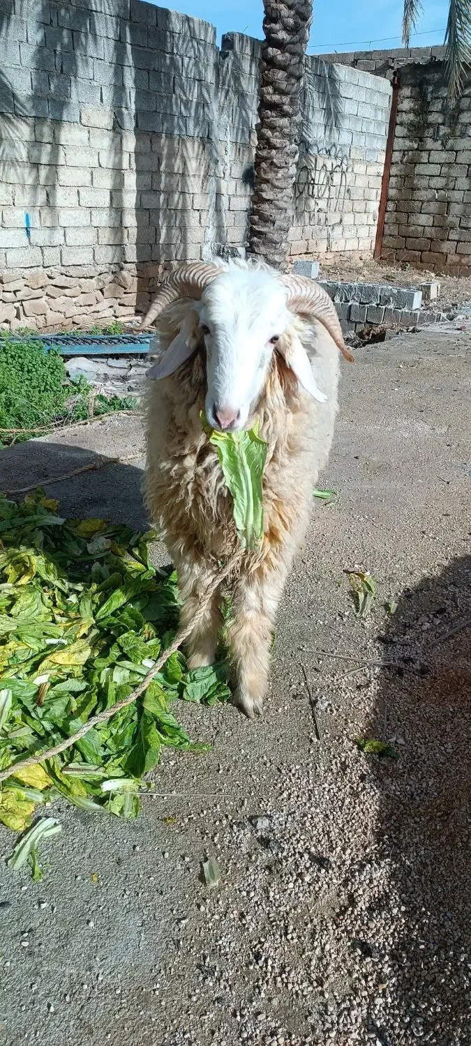 کاوه، قوچ|حیوانات مزرعه|بهبهان, |دیوار