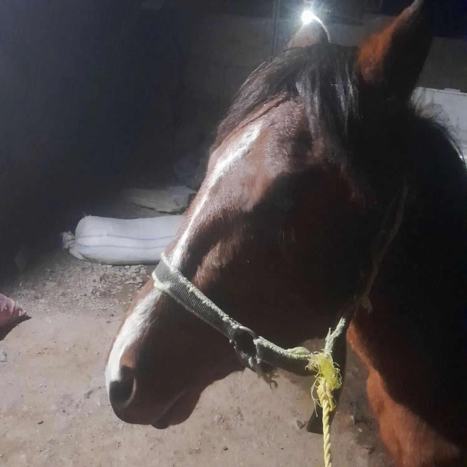 اسب|اسب و تجهیزات اسب‌سواری|چناران, |دیوار