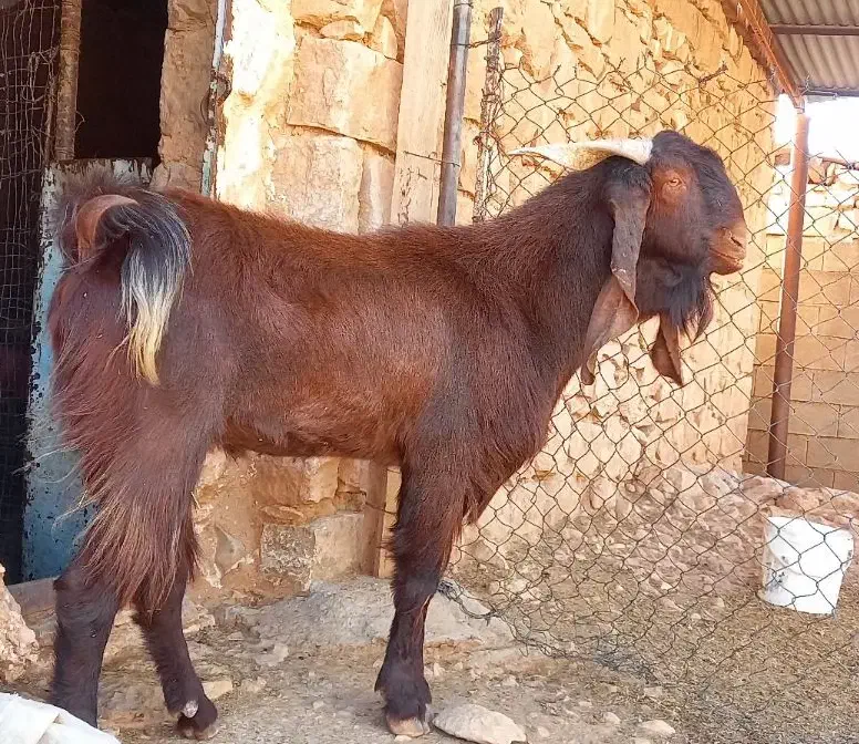 شنگول افغانی معاوضه|حیوانات مزرعه|اندیکا, |دیوار