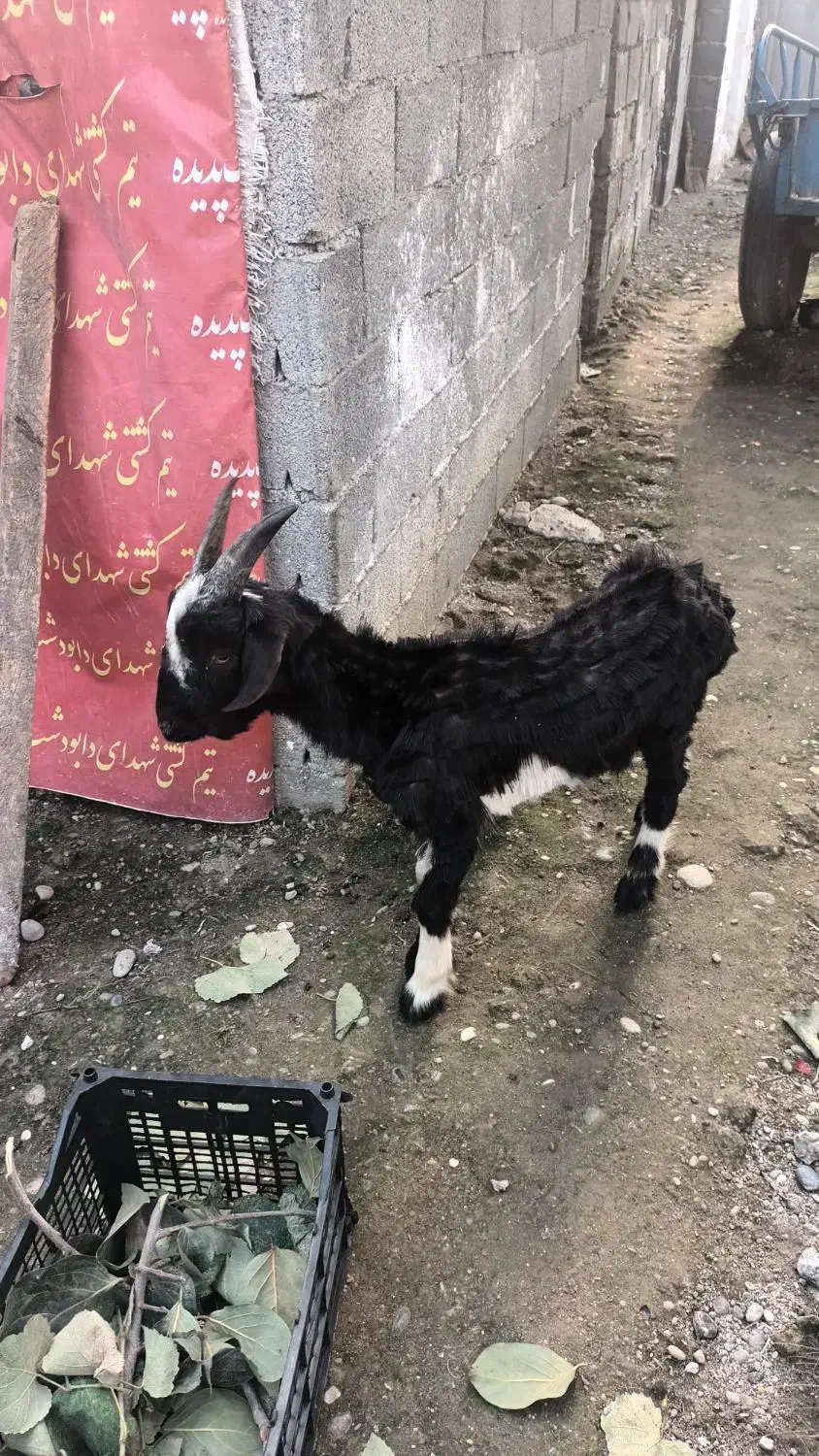 بزغاله بز ترکمن قوچ نر|حیوانات مزرعه|دابودشت, |دیوار