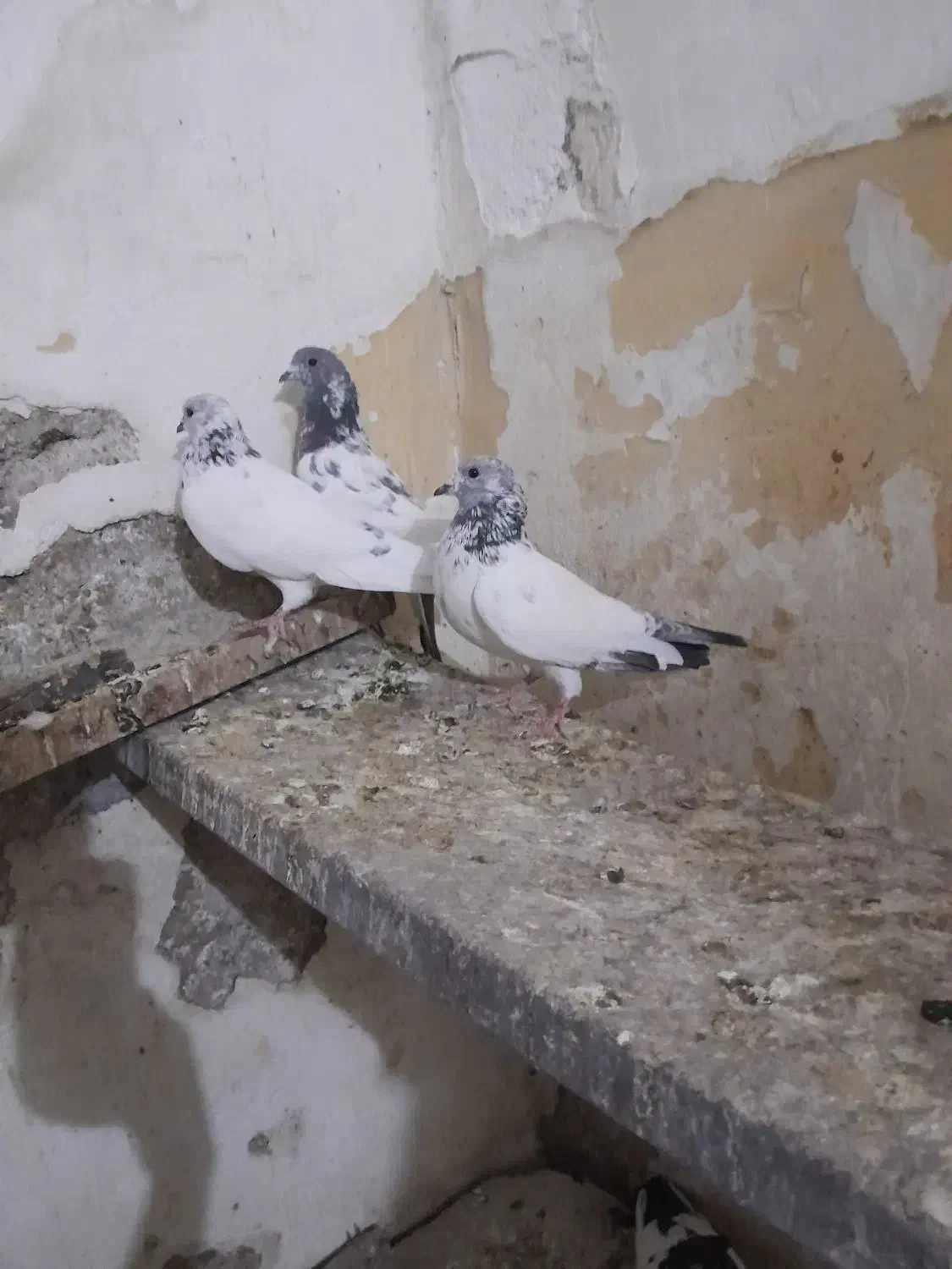 شیخ بحرینی ، اشعل|پرنده|بندر ماهشهر, |دیوار