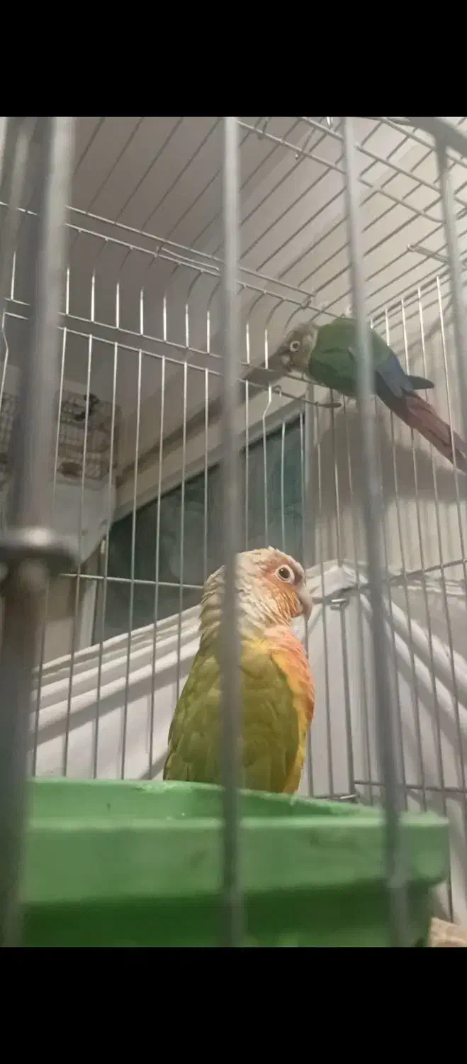 یک جفت گیرینچی دستی با مزه شیتون|پرنده|کهریزک, |دیوار