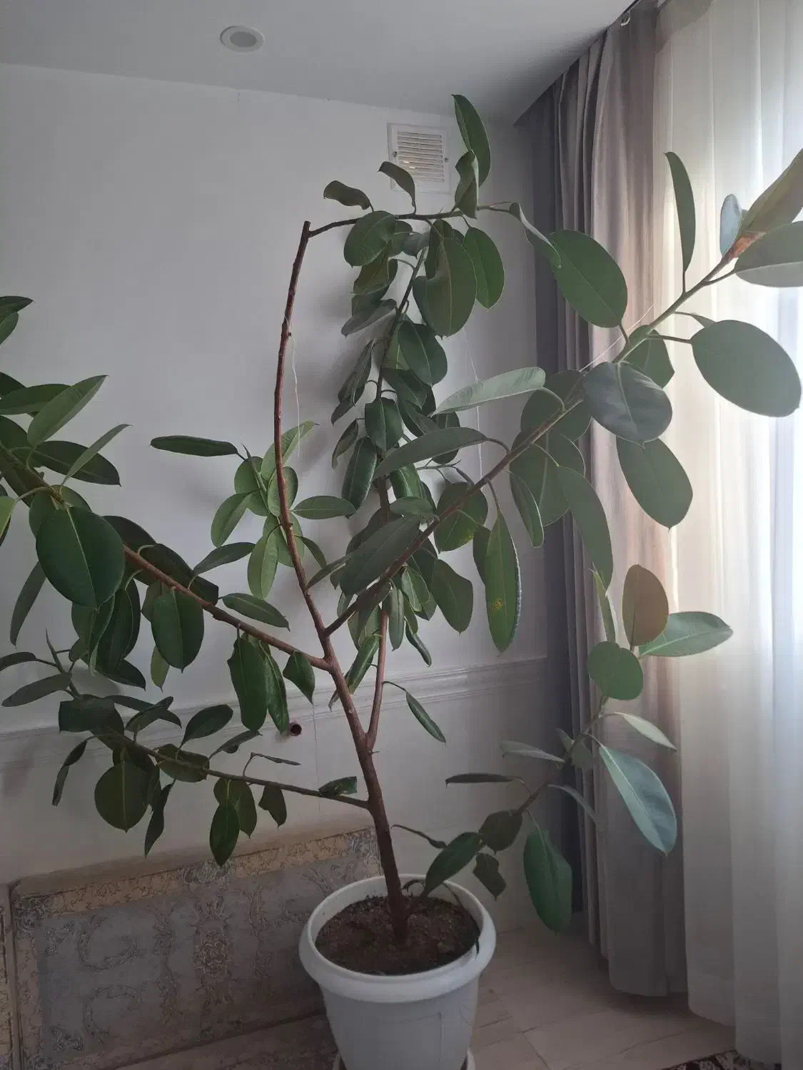 گل فیکوس|گل و گیاه طبیعی|قیدار, |دیوار