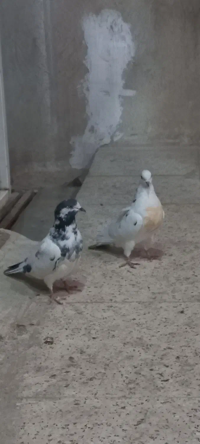 دوتا غریبگیری|پرنده|نهاوند, |دیوار