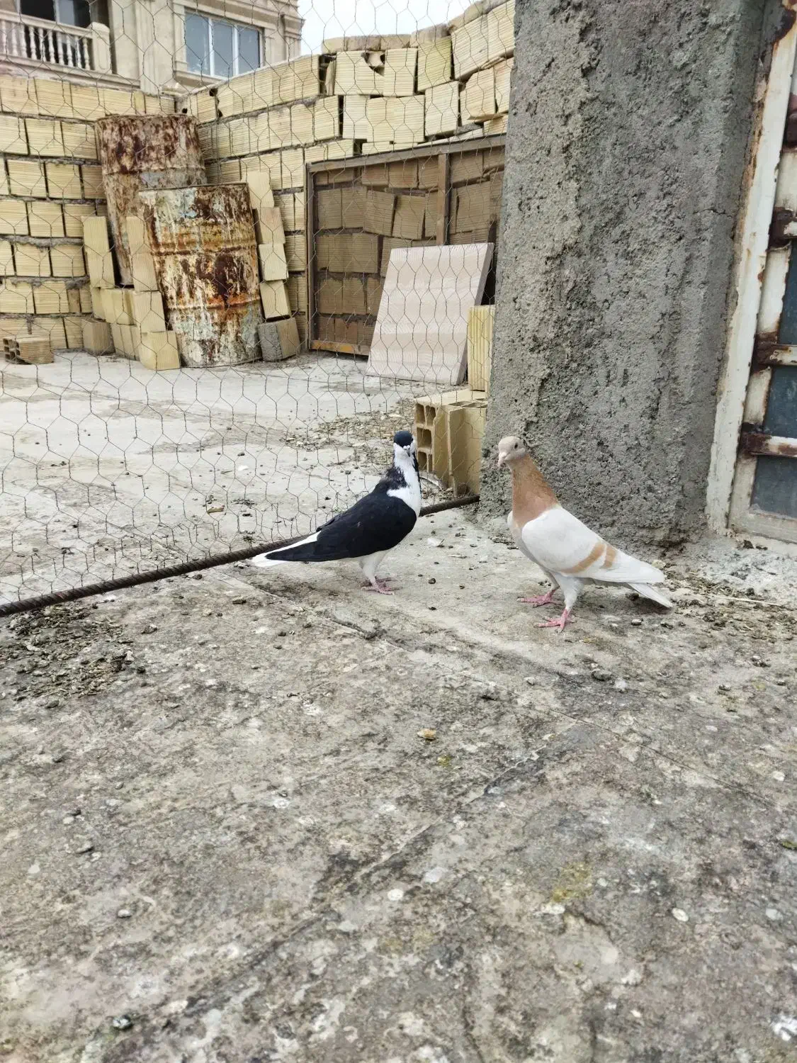 خوشرنگ سیاه موقلف پرنده|پرنده|قزوین, |دیوار