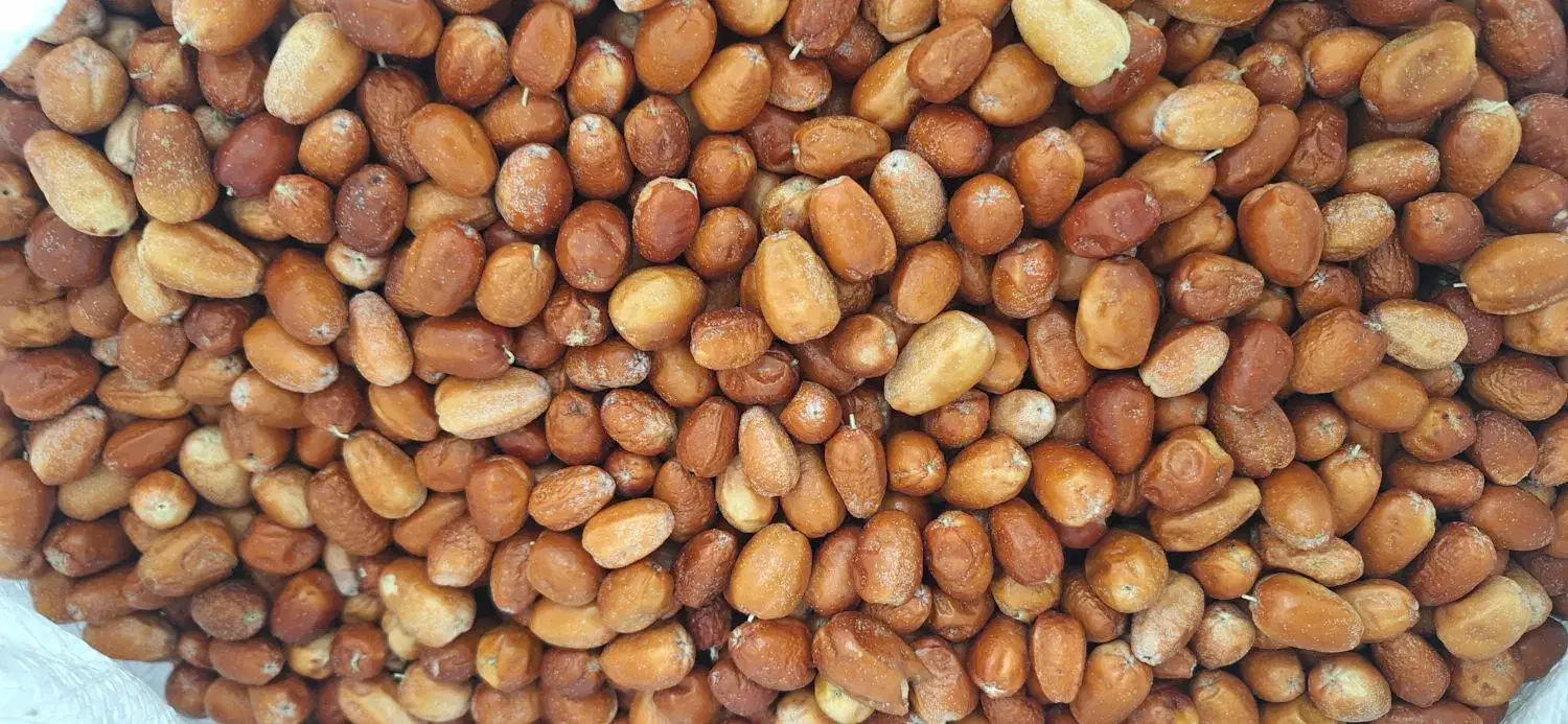 سنجد|خوردنی و آشامیدنی|قم, شهرک مهدیه|دیوار