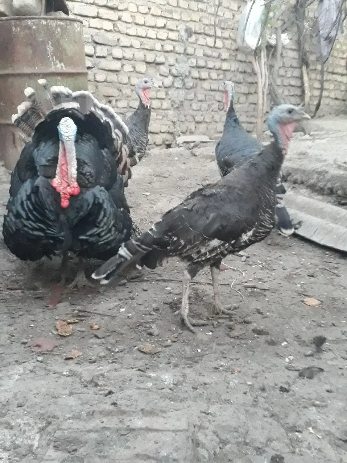 بوقلمون نر و ماده|حیوانات مزرعه|سرخنکلاته, |دیوار