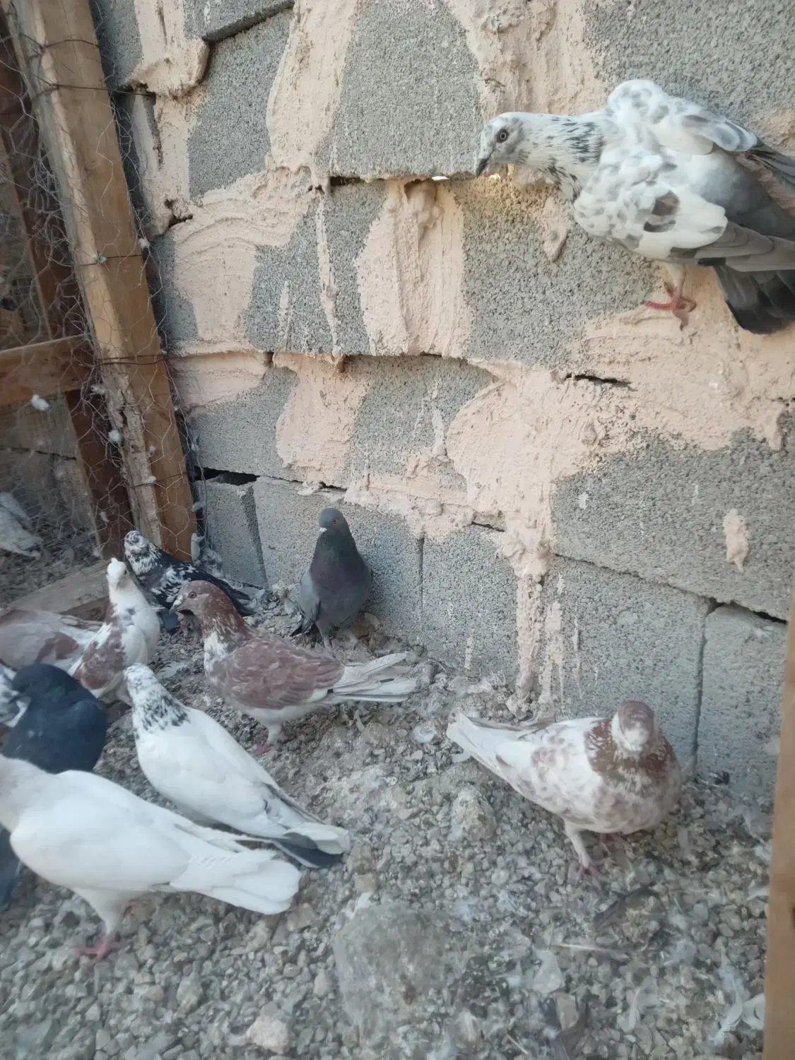 کفتر|پرنده|بندرعباس, |دیوار