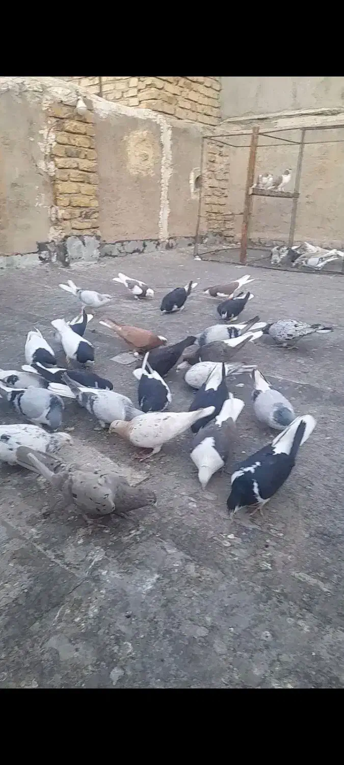 کبوتر رنگی اس اس حدود ۴۰ عدد|پرنده|تاکستان, |دیوار