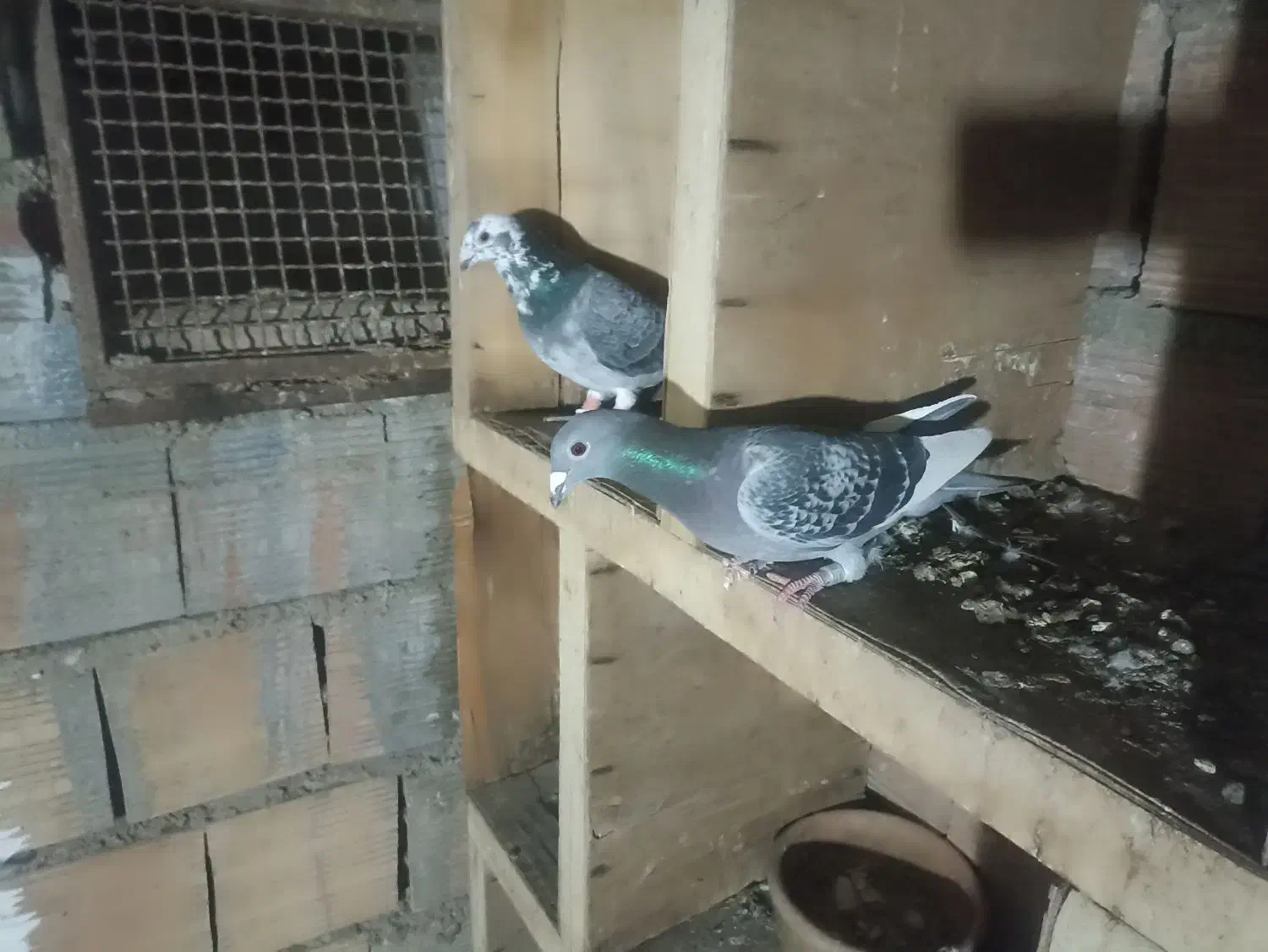 کبوتر مسافتی رنگی تکپر گرفتنی معاوضه|پرنده|گنبد کاووس, |دیوار