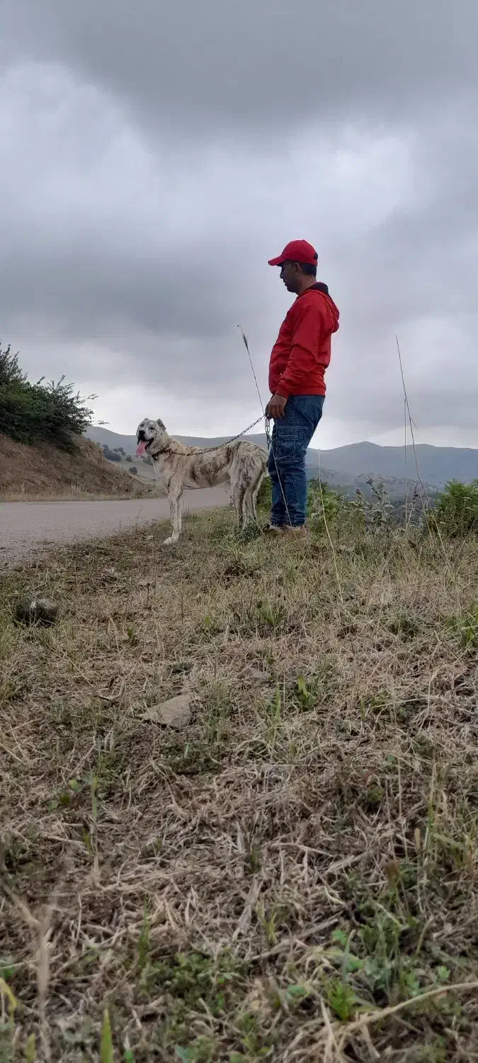 توله افغان|سگ|برهسر, |دیوار