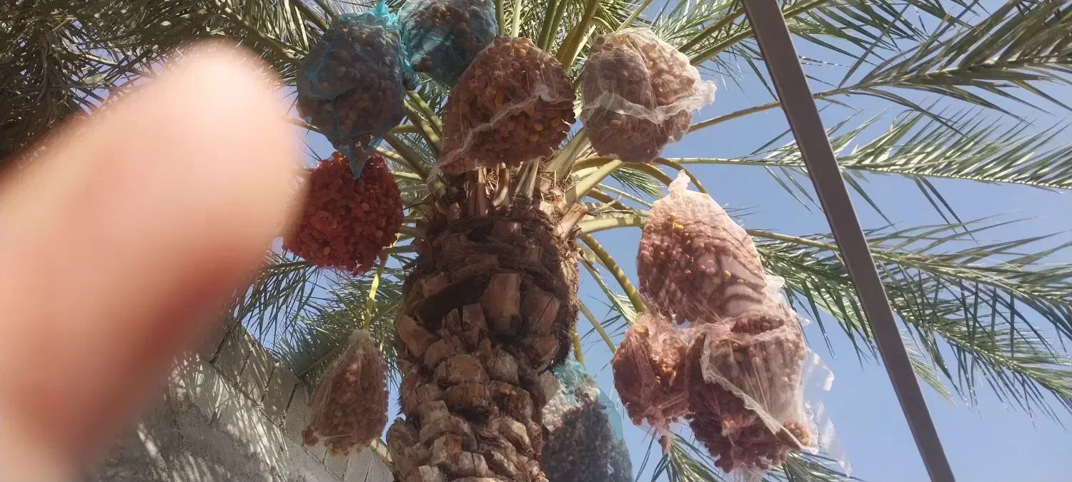 فروش خرمای زاهدی قصب|خوردنی و آشامیدنی|شیراز, گلشن|دیوار