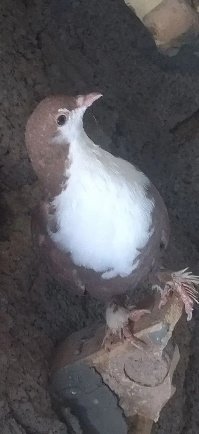 لایه سیندق|پرنده|کشکوئیه, |دیوار