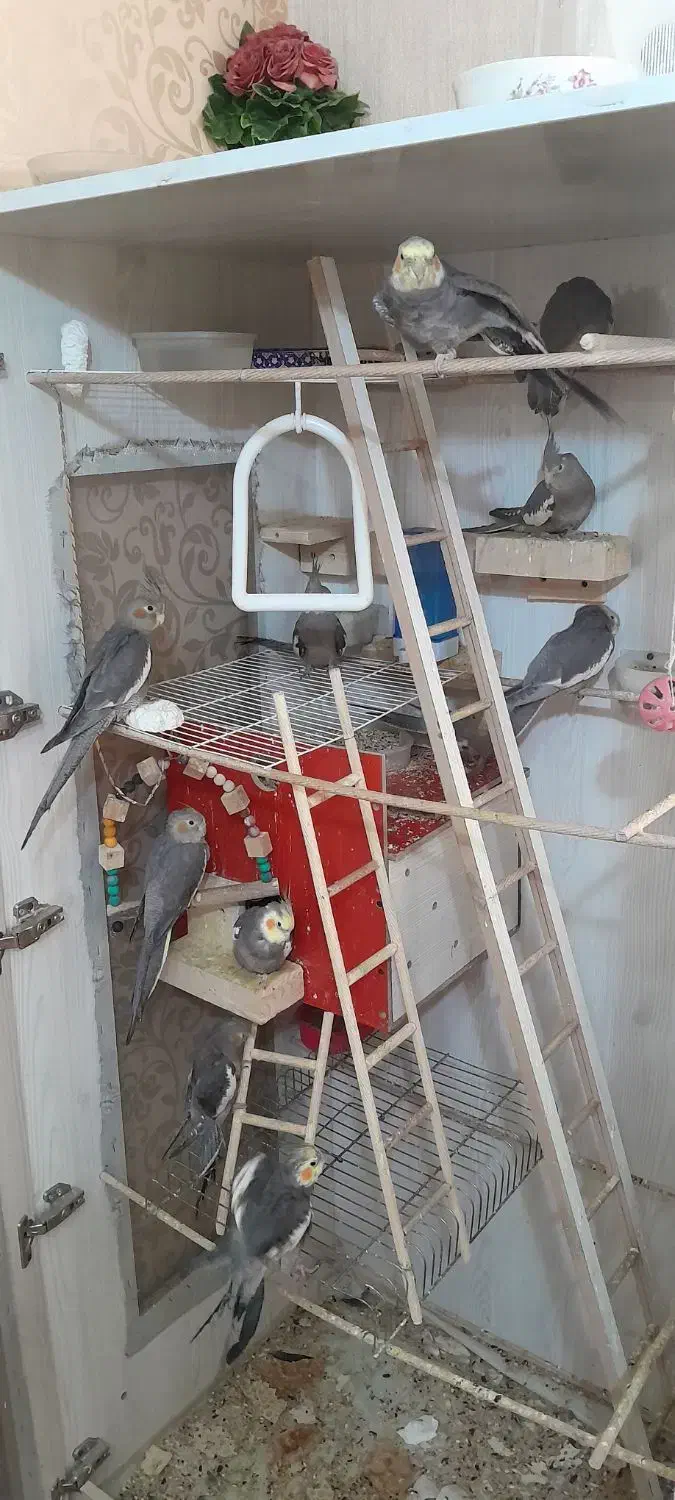 عروس هلندی رام|پرنده|معصومیه, |دیوار