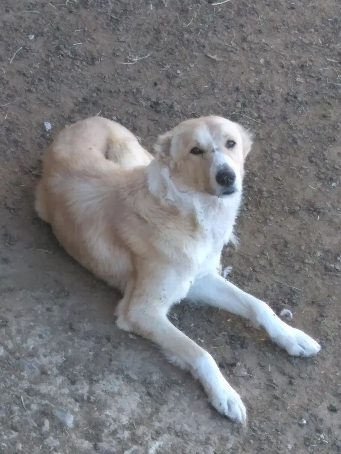 سگ دیاگو|سگ|شیروان (خراسان), |دیوار