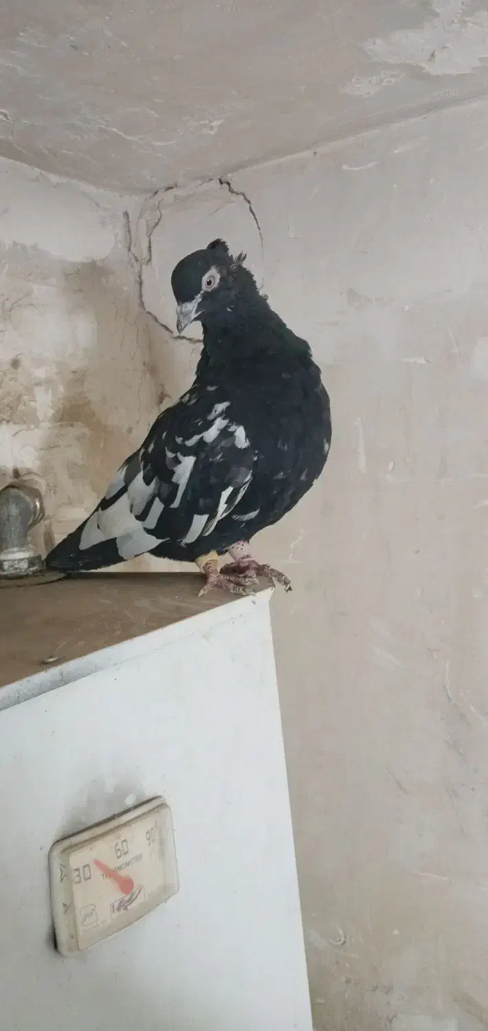 سار هفرنگ سینه سیاه|پرنده|مشهد, قائم|دیوار