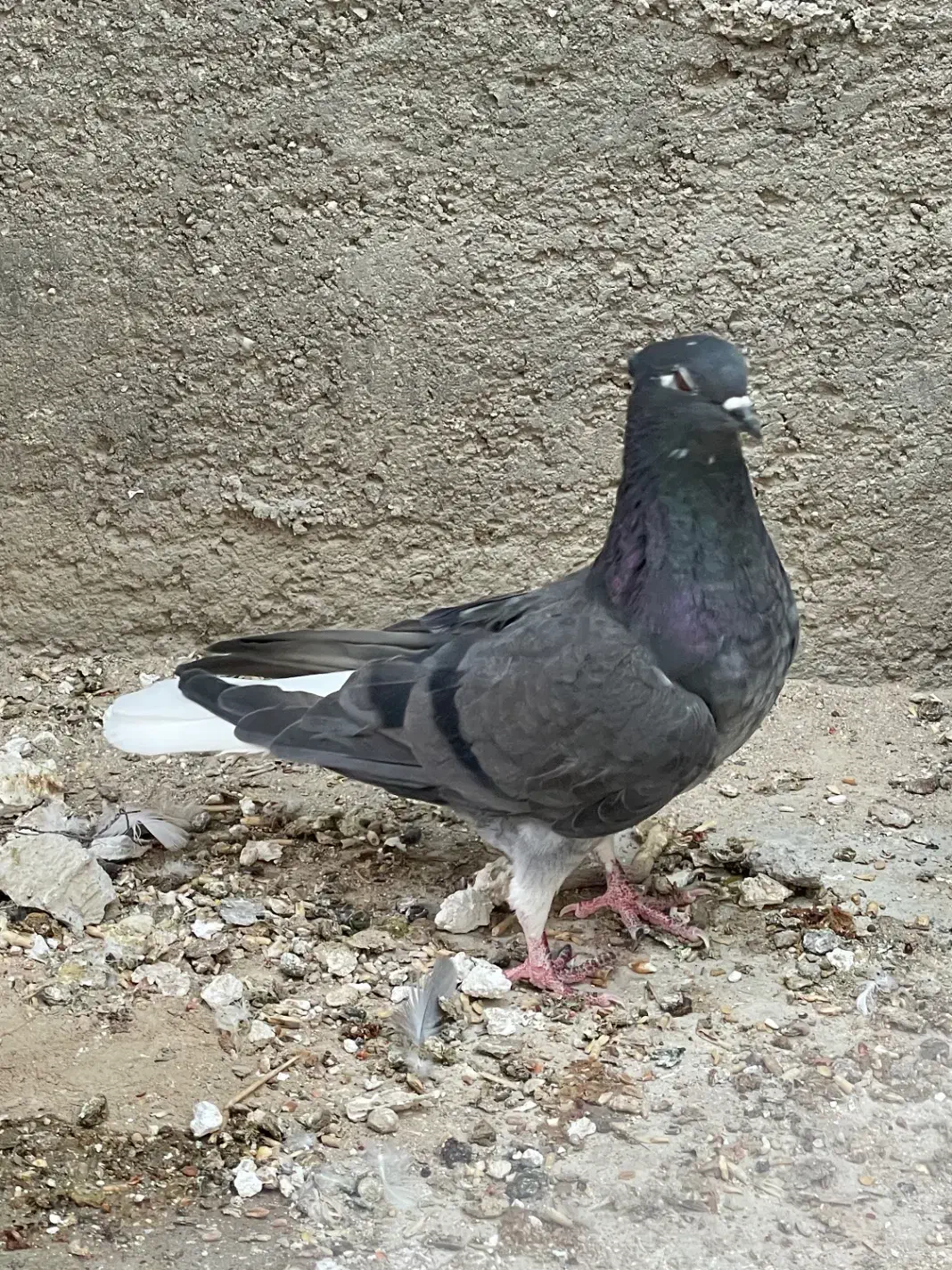 کبوتر|پرنده|لامرد, |دیوار