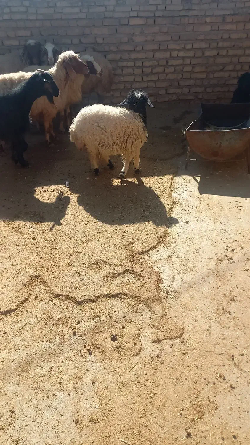 ۱۲۳|حیوانات مزرعه|پلدختر, |دیوار