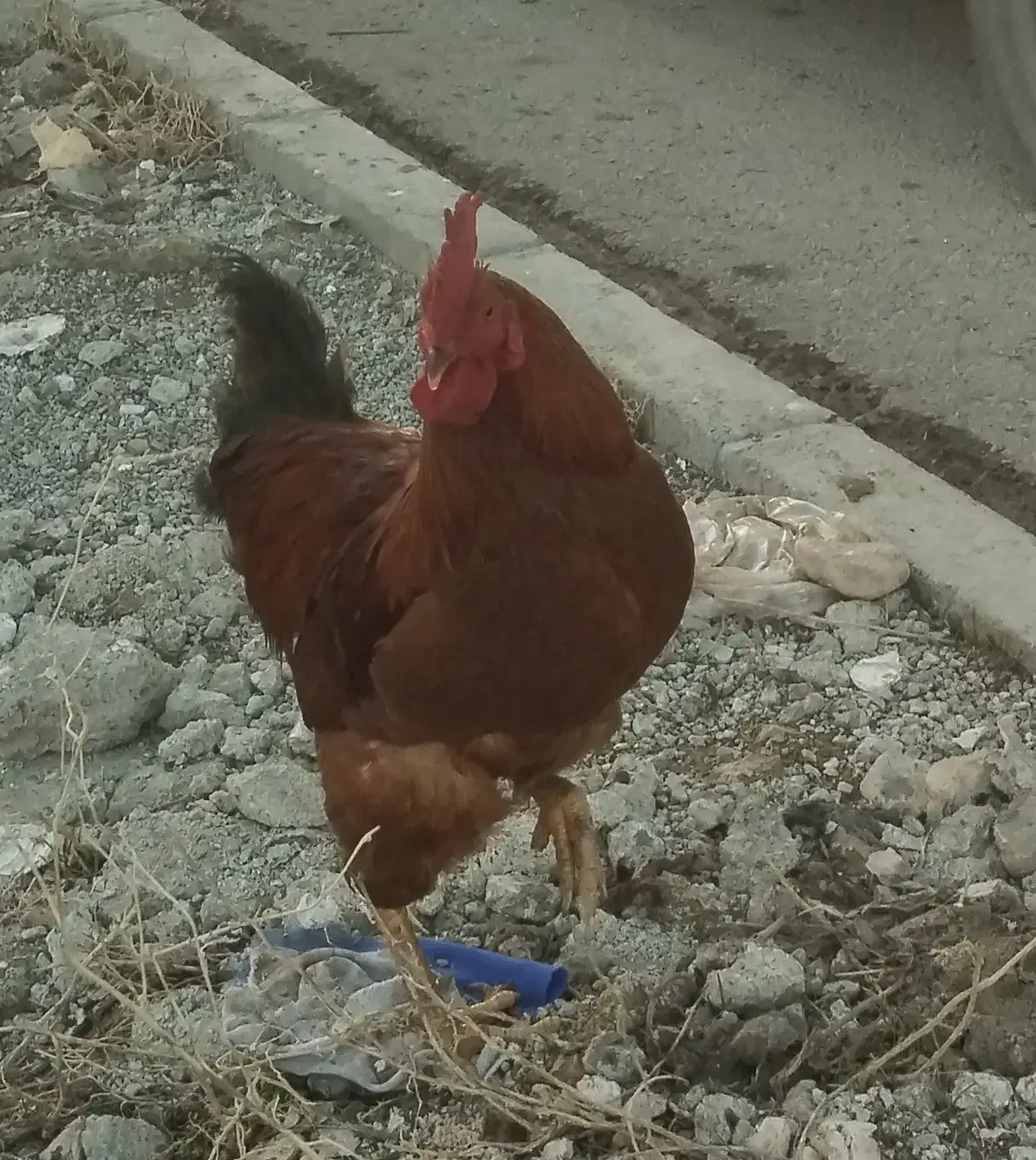 خروس|حیوانات مزرعه|نوشین شهر, |دیوار