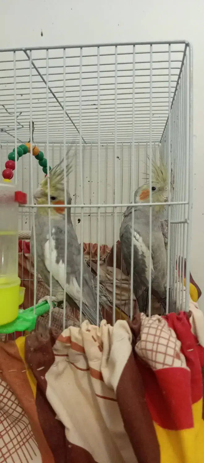 عروس هلندی سیامون 2تاش700پول لازمم|پرنده|مشهد, تلگرد|دیوار