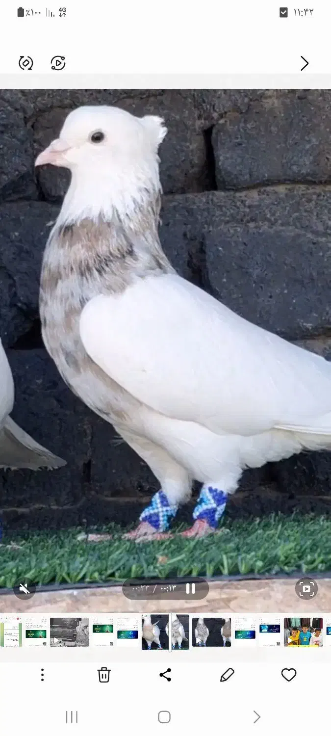 کبوتر طوقی|پرنده|سامان, |دیوار