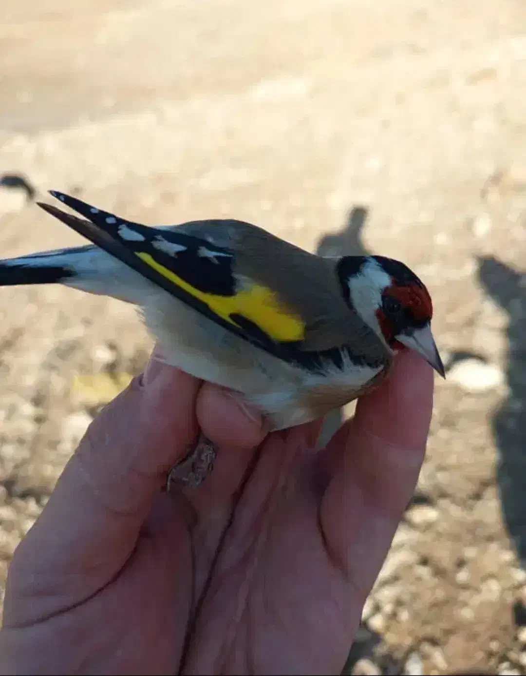 سهره بروجرد|پرنده|اندیمشک, |دیوار