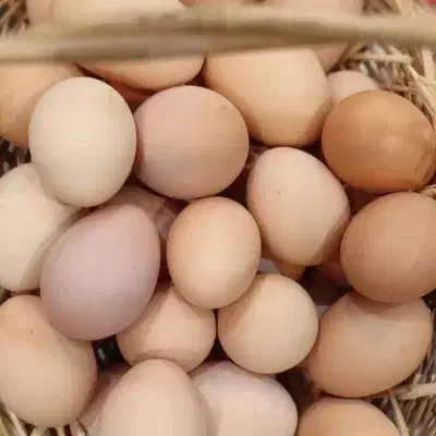 تخم مرغ محلی|حیوانات مزرعه|نجف‌آباد, جلال آباد|دیوار