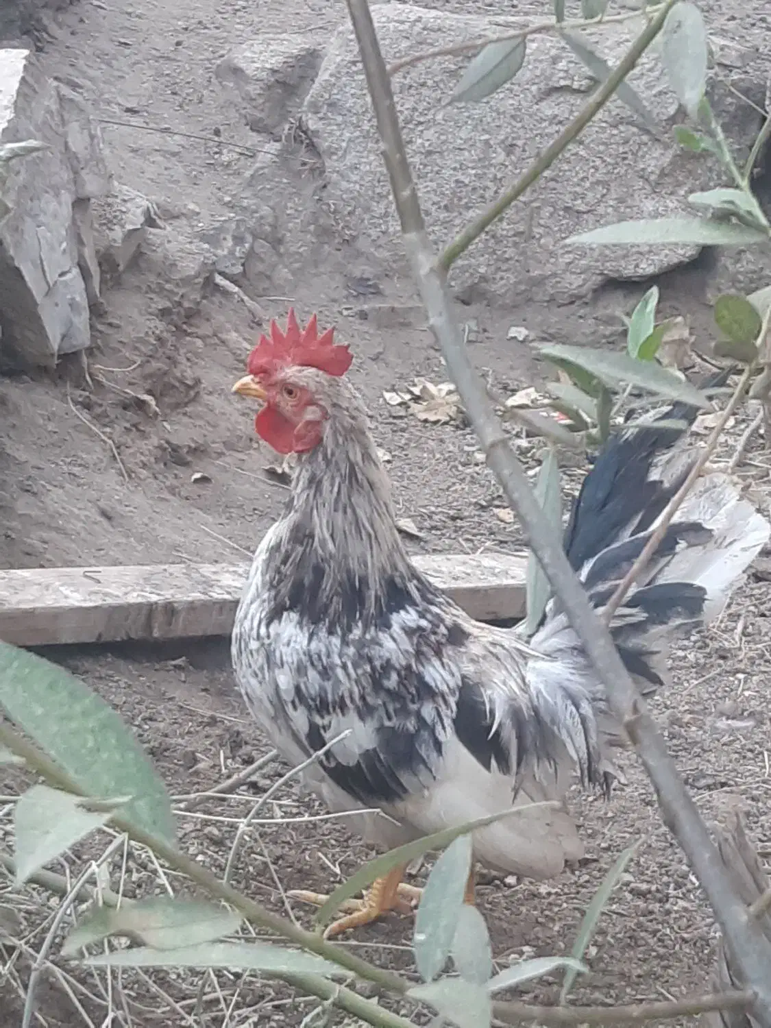 خروس چاپنیز کف خواب|حیوانات مزرعه|تویسرکان, |دیوار