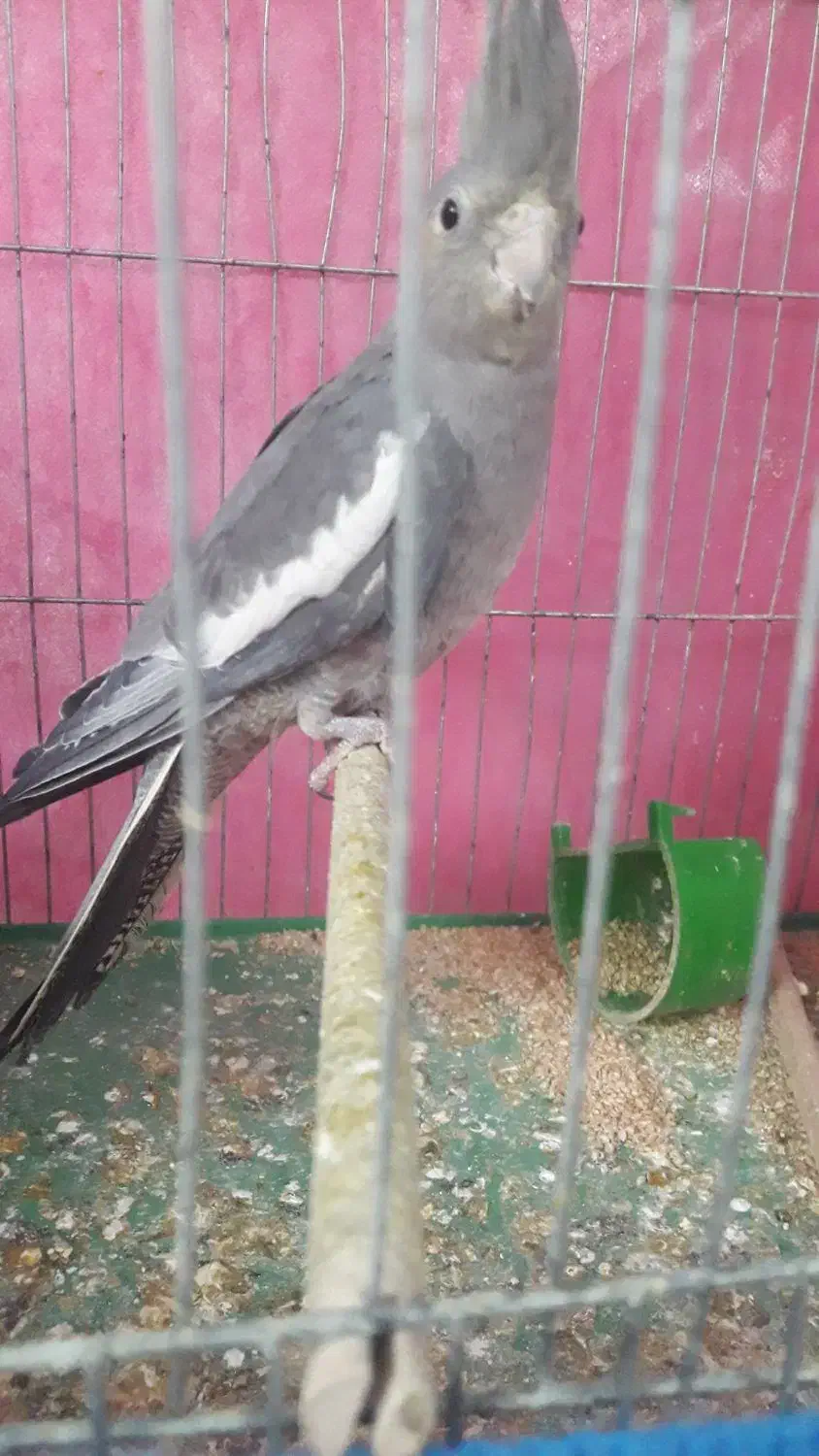 عروس هلندی ماده|پرنده|ابهر, |دیوار