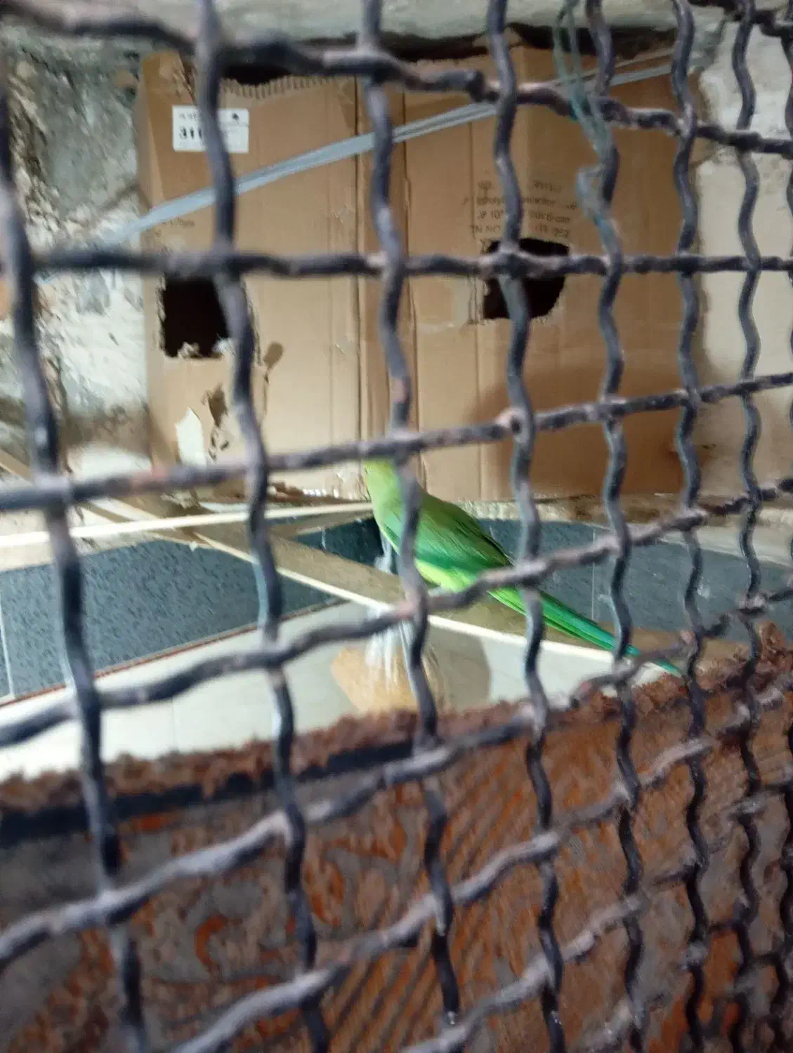 طوطی ملنگو|پرنده|گنبد کاووس, |دیوار