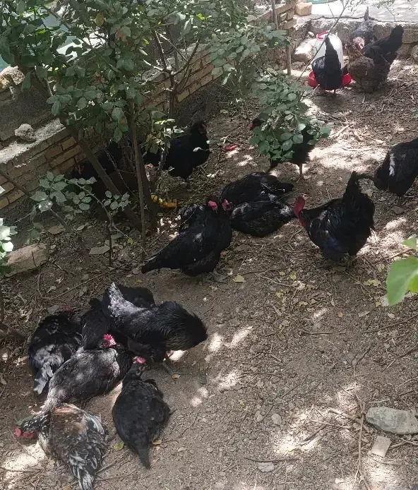 فروش مرغ و خروس کرمانشاهی|حیوانات مزرعه|تفت, |دیوار