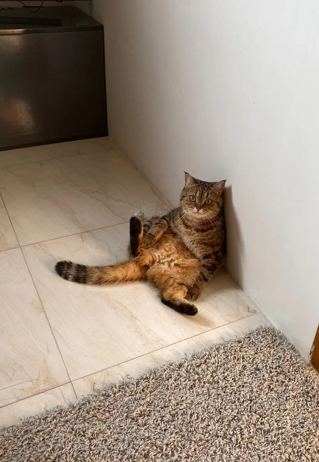 گربه بیریتیش|گربه|لاهیجان, آهندان|دیوار