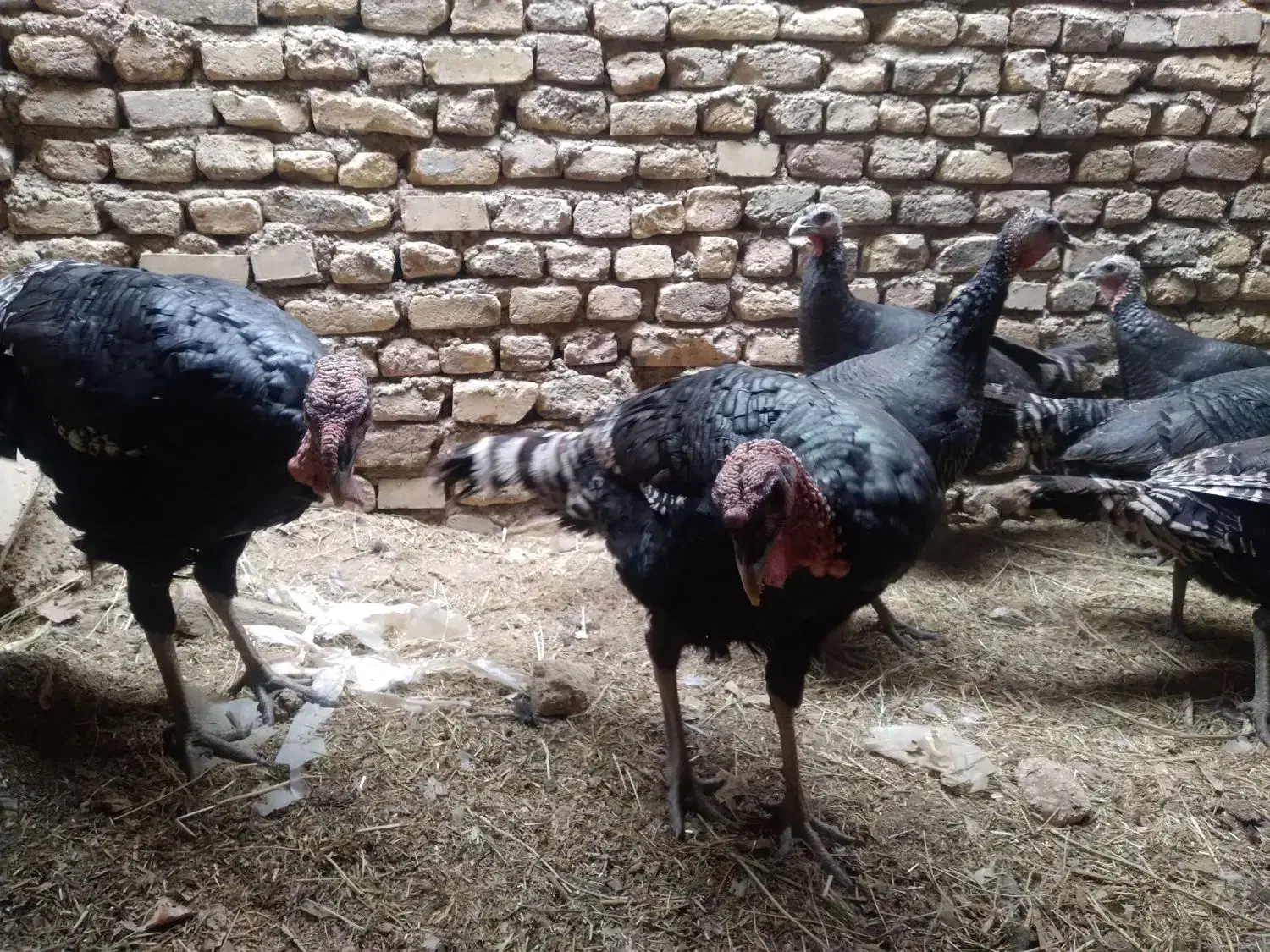 بوقلمون|پرنده|داران, |دیوار