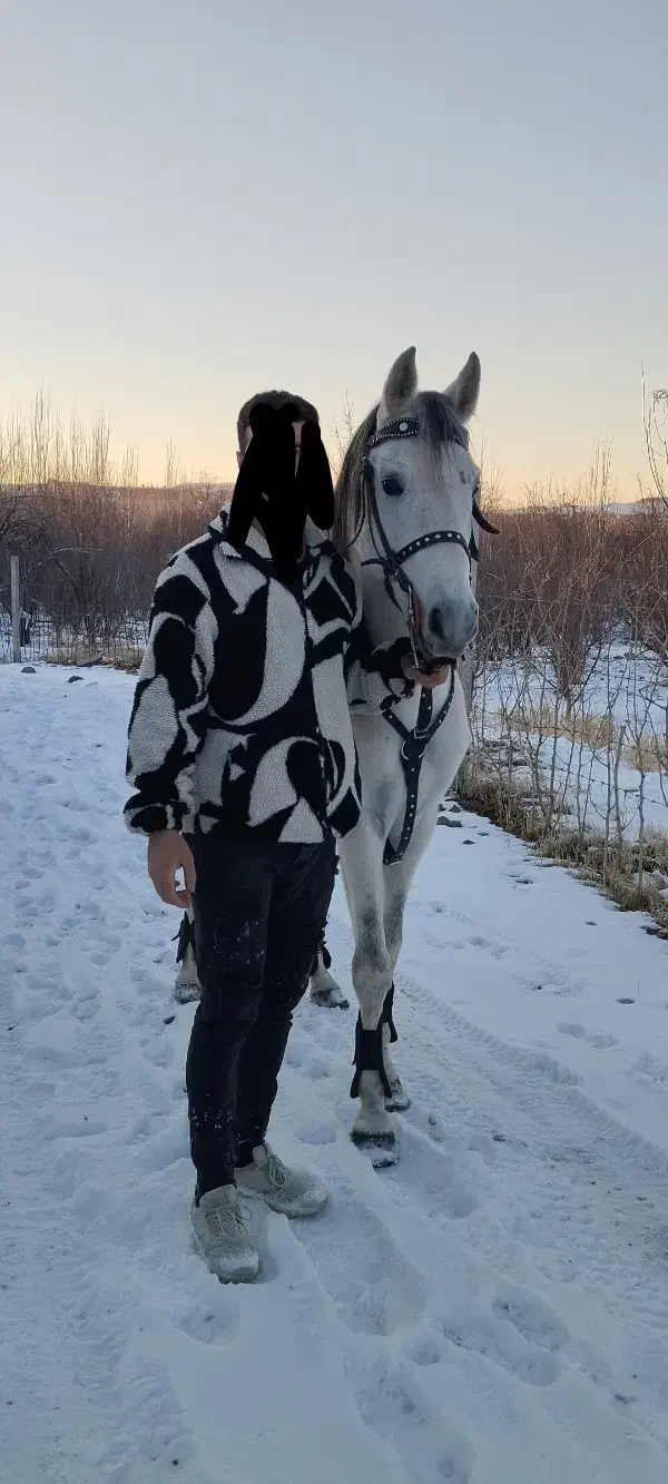 اسب|اسب و تجهیزات اسب‌سواری|مراغه, |دیوار