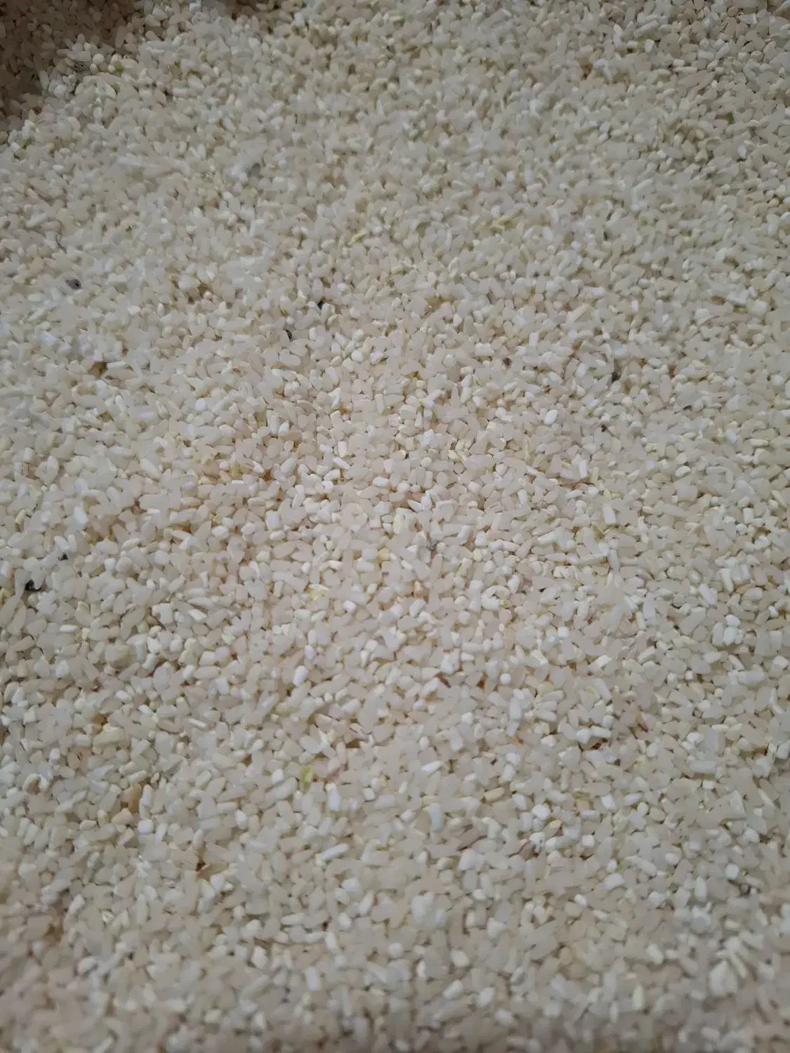 برنج ونیم دانه طارم هاشمی فریدونکنار|خوردنی و آشامیدنی|قائم‌شهر, |دیوار