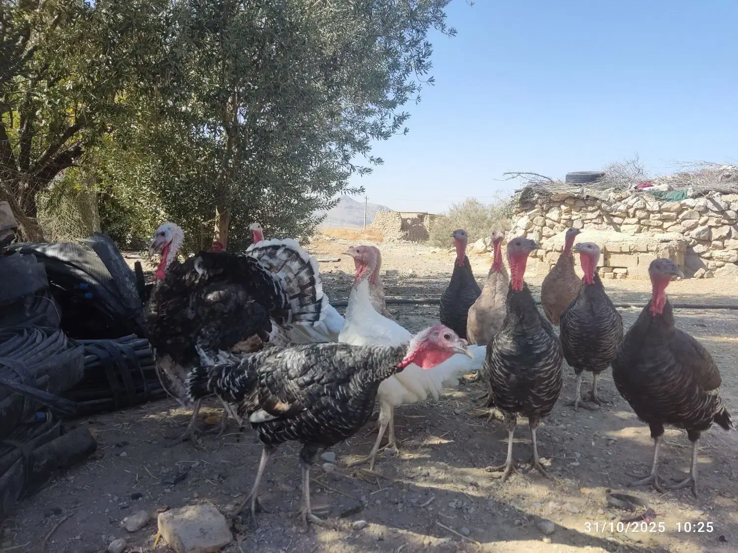 فروش ،مرغ ،خروس،بوقلمون|حیوانات مزرعه|بانش, |دیوار