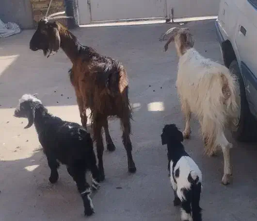 بز با بزغاله نر جهت نگهداشت|حیوانات مزرعه|قزوین, |دیوار