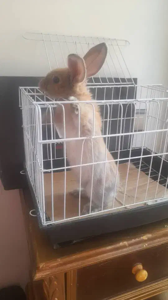 حیوان خرگوش|موش و خرگوش|تهران, پونک|دیوار