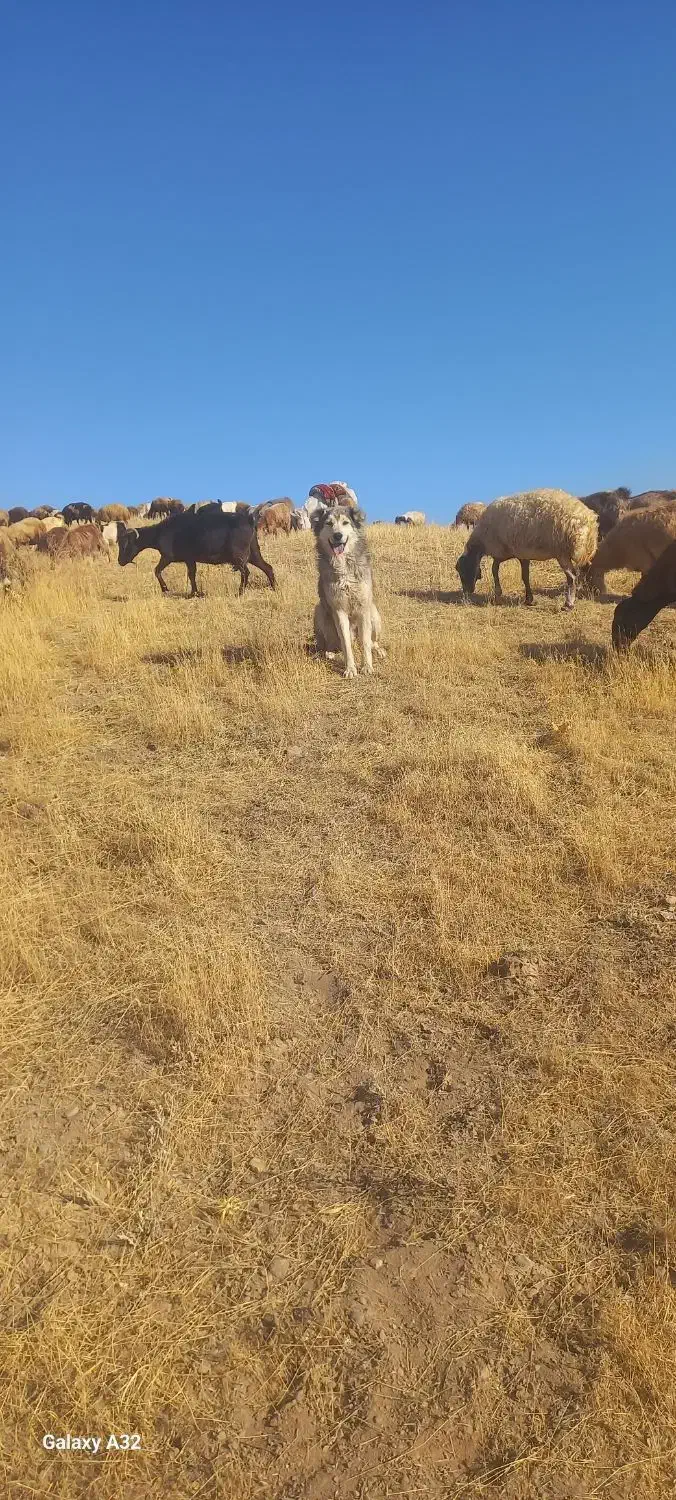 سگ گم شده|سگ|دهگلان, |دیوار