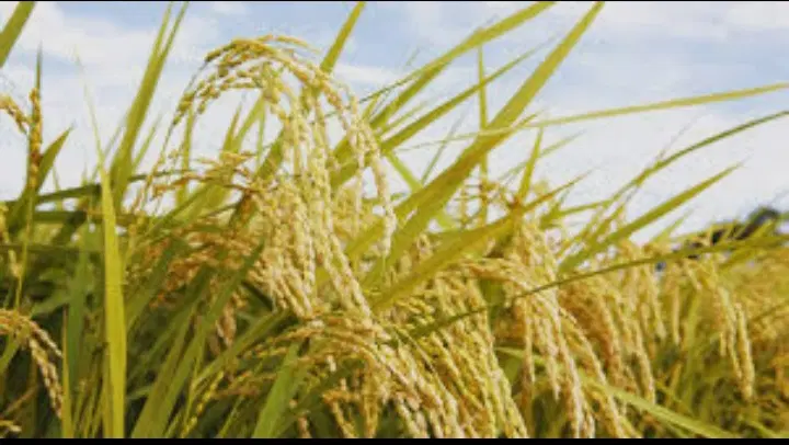 کمپاین|خودرو سنگین|رشت, باهنر|دیوار