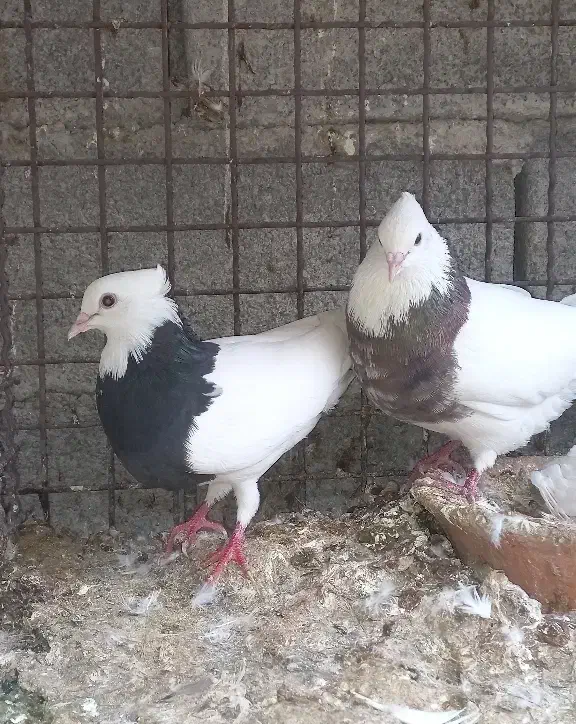 ۲ جفت رنگی درجه|پرنده|شوش, |دیوار