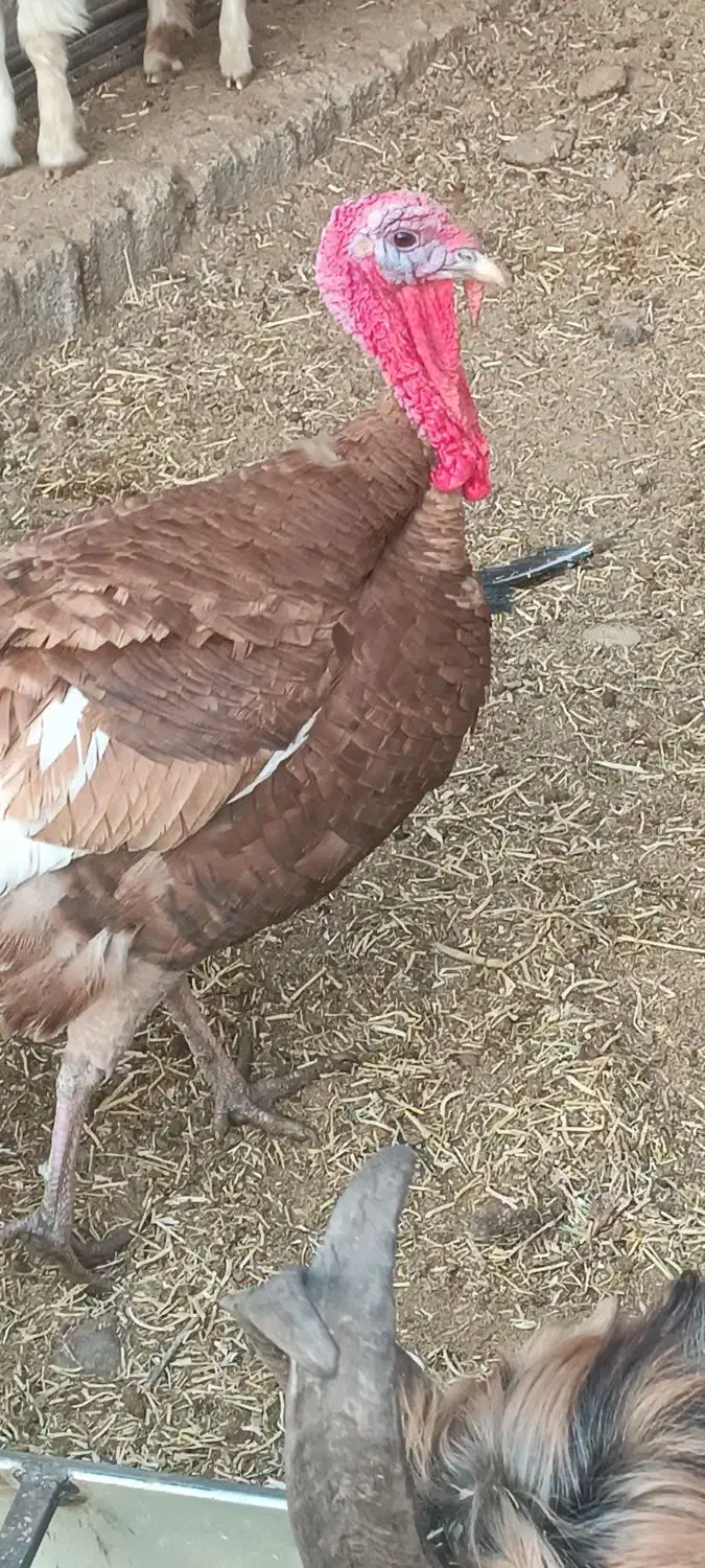 بوقلمون بزرگ|حیوانات مزرعه|دزفول, |دیوار