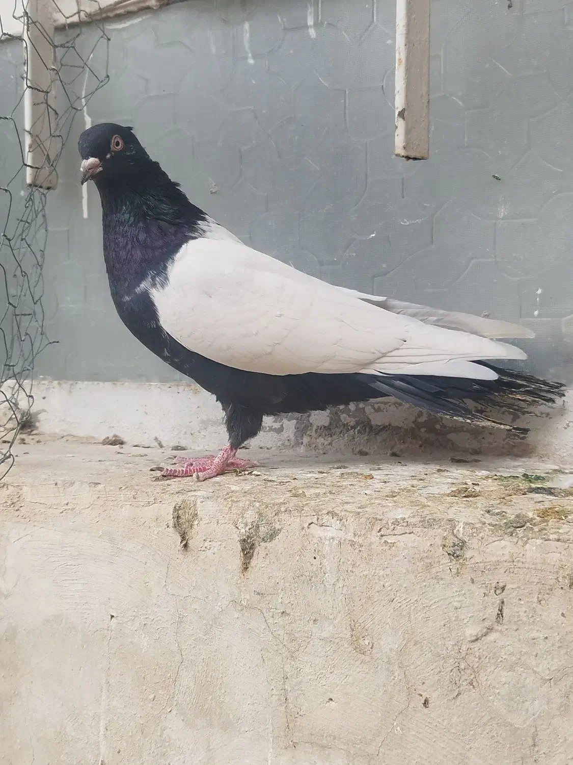 ماده سینه ای جوان تازه ۱۰بند شده|پرنده|بهبهان, |دیوار