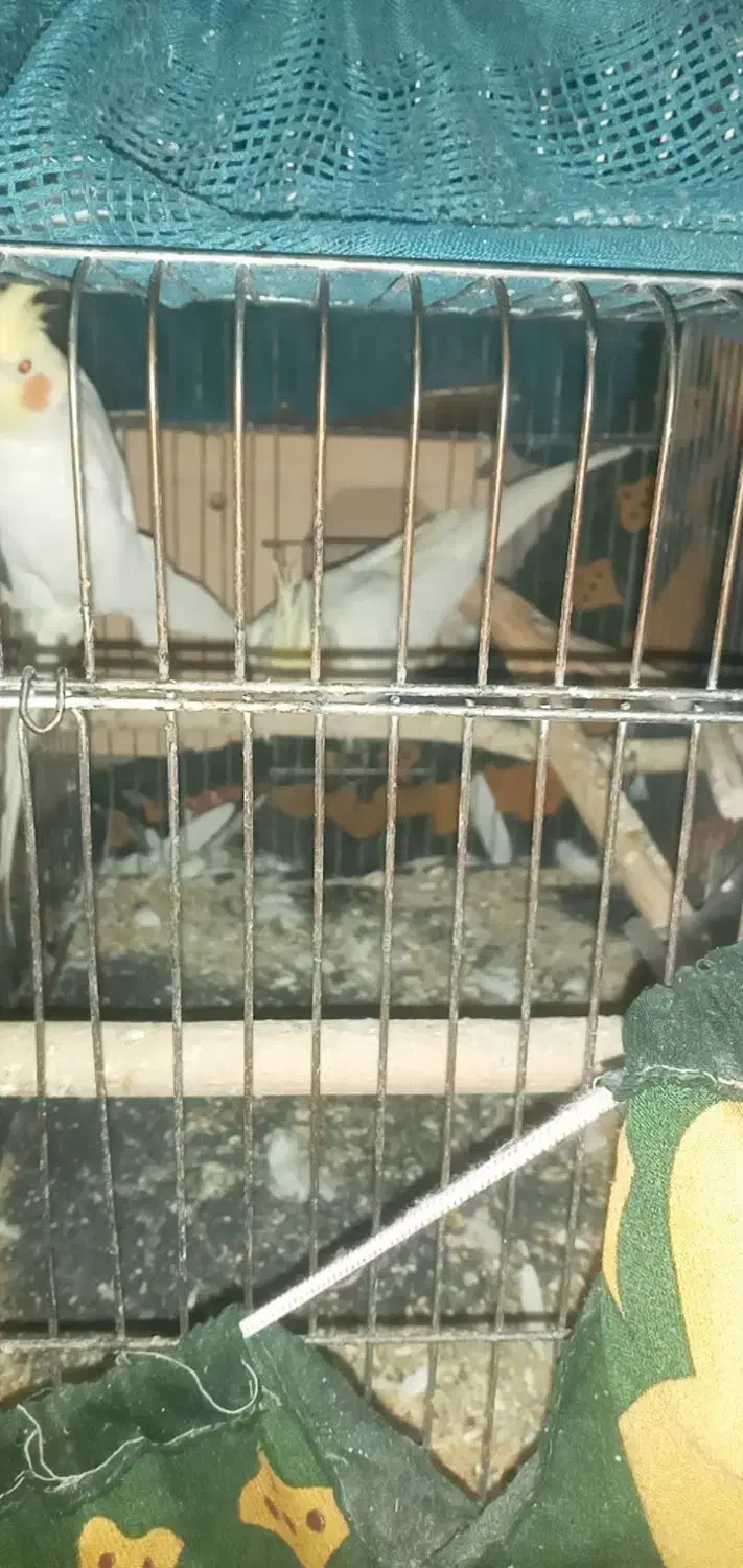 عروس هلندی|پرنده|سوسنگرد, |دیوار